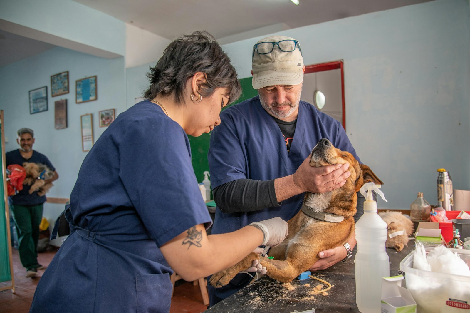 Veterinarian preparing rabies vaccine for a dog